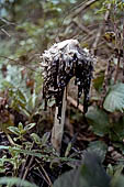 Civita di Bagnoregio, la zona dei calanchi. Coprinus atramentarius (fungo dell'inchiostro) in passato veniva usato per la produzione dell'inchiostro.